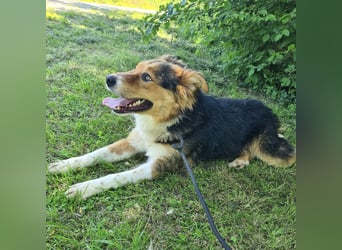 Charlie ein familiengeeigneter Hund