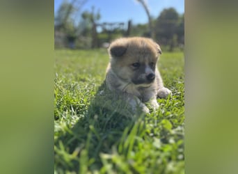 Akita Inu Welpen