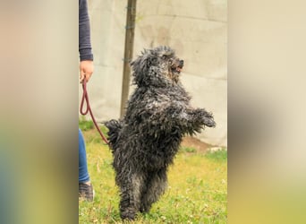 Bogáncs LM – Traumhund auf vier Pfoten sucht Herzensmenschen