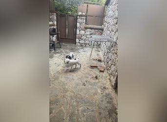 Beagle Mischlingswelpe GEORGY (Dezember 2024) sucht eine eigene Familie