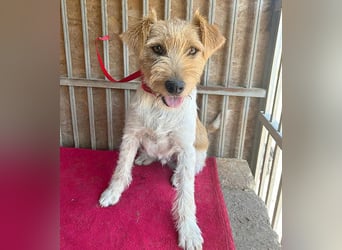 ❤️ superlieber Familienhund FLIP - 1,5 Jahre, 45cm - Foxi-Mix