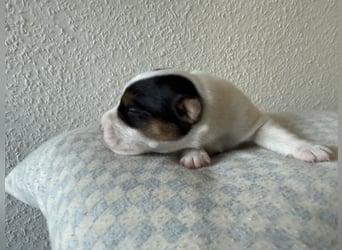 Rüde, tricolor, rauhaarig