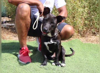 Cisco, Terrier-Mix, lieb und sozial