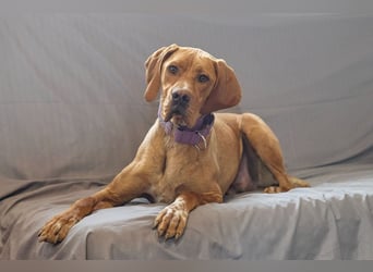 Lord - ungarischer Vizsla - ein außergewöhnlicher Begleiter!