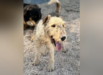 Fox, sucht seine Menschen