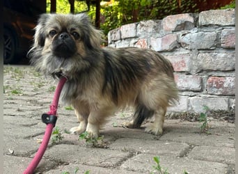 Odett, 1 Jahr, 25cm sucht ihre Leute