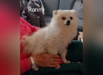 Ronny sucht versierte/n Trainingspartner/in