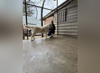 Dumper LM – Sanfter Riese mit großem Herz sucht sein Für-immer-Zuhause