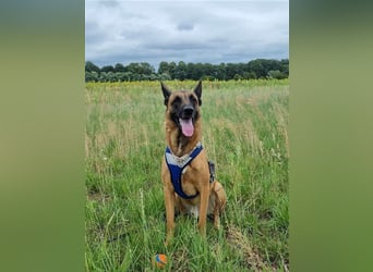 Godi - der freundliche, Menschenbezogene Malinois