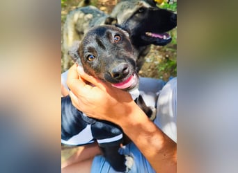 Kleine Bonnie sucht ihr Zuhause❤️