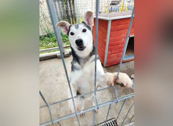 Akula - freundlicher, verspielter und lieber Siberian Husky-Mix Rüde / z.Zt. noch in Rumänien