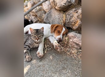Balto: „Ab über die Alpen und für immer nach Hause.“