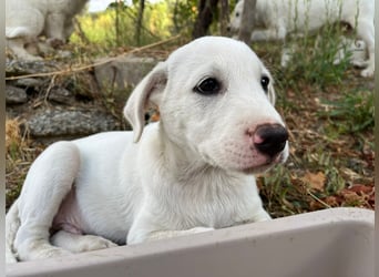 Rocky – und jetzt in die Familienhundeschule starten…….