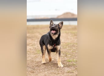 Fröhliche Ajka sucht warmes Körbchen