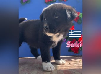 Suki,geb.02/25,hübsches Hundemädchen sucht ihre Familie