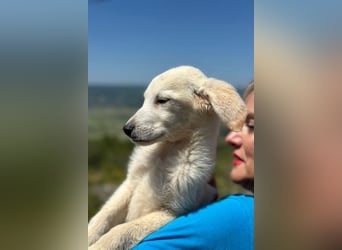 Tucker - Welpengewusel vom Feinsten