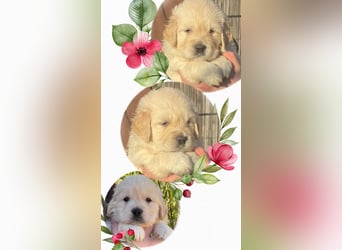 Golden Retriever Welpen aus excellenter Verpaarung