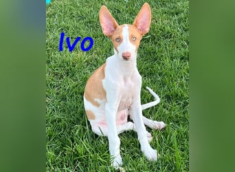 Ivo geb. 03/2025 (ESP) - verspielter Podenco Ibicenco Welpe!