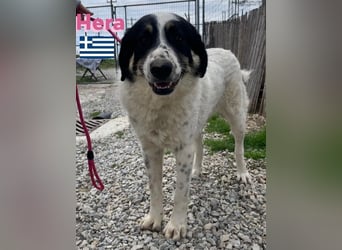 Hera , 09/23 - fröhliches liebes Mädel auf Heimatsuche