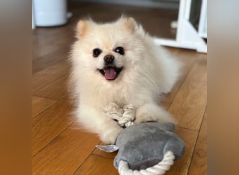Bailey - der Liebe