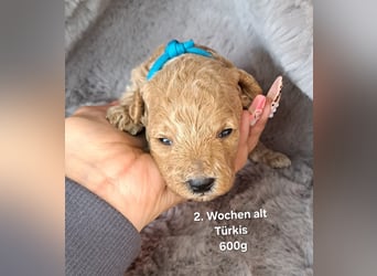 Maltipoo Welpen