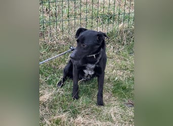 Rico, geboren 15.11.2020, 42cm sucht seine Menschen