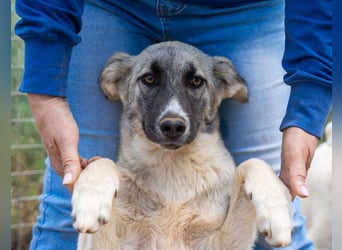 Pebbles - Husky mix