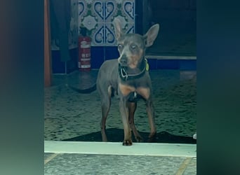 Lustiger Zwergpinscher Rüde Kuki sucht seine Menschen
