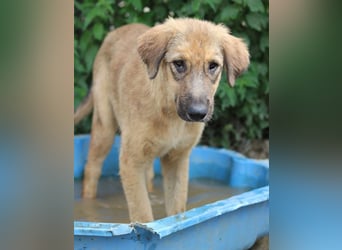 Sophia, geb. ca. 03/2024, lebt in GRIECHENLAND, im städt. Tierheim Serres
