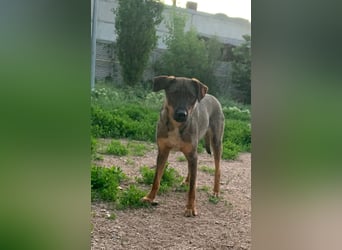 Buddy❤️ - sanfter Kerl mit dem großen Herz sucht seine Menschen