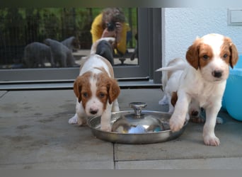 Sportlicher Familienhund - Irish Red and White Setter