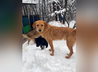 Kuckuck, wer schenkt Traumhund OLIVER ein liebevolles Zuhause?