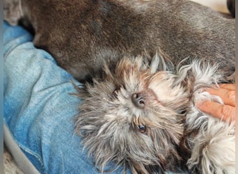 Rocky Shih Tzu Mischling sucht liebevolles Zuhause