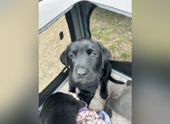 Labrador Welpe schwarz
