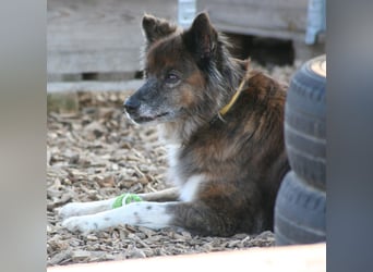 Stella