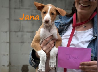 Jana2 geb. 03/2025 (ESP) - süße Podenco Ibicenco Welpin!