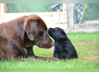 Reinrassige Labradorwelpen (Arbeitslinie)drei schwarze Mädels suchen ein schöne Zuhause