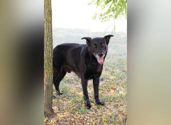 Mino: Stark, treu und voller Liebe