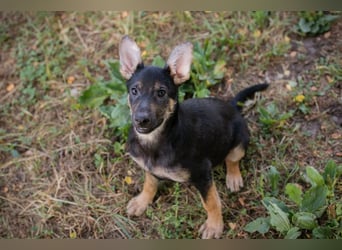 Silny: Hundekind sucht ein Zuhause