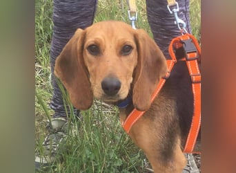 Ellie, eine wunderschöne und liebe Welpine sucht ihre Menschen