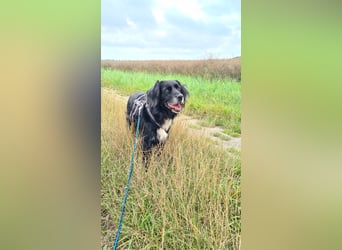 Amy - Ein bezauberndes Hundeherz