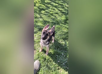 reinrassige Schäferhundwelpen (weiblich)