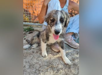 Kobú, ein zauberhafter kleiner Bub