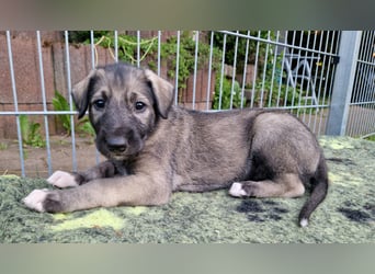 Irish Wolfhound Welpen