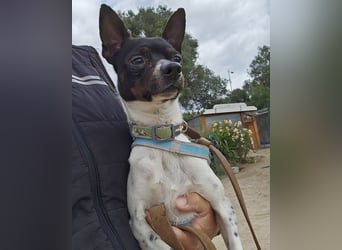 Floh: er hüpft in dein Herz