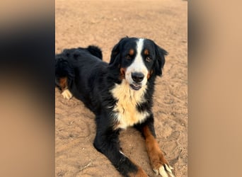 Isis - wunderbares Berner Sennenhund Mädel sucht gutes Zuhause