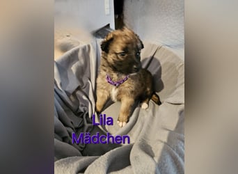 Border Collie/ Malinois Welpen suchen ein liebevolles Zuhause