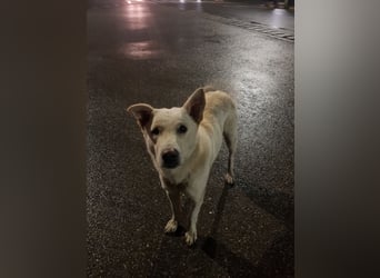 White Bear sucht ein Zuhause
