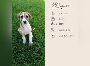BRUNO - verspielter Bub sucht aktive Familie