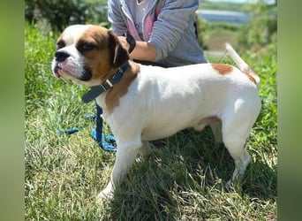 Ruben, Puggle Mischling